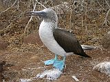 
The blue-footed booby is one of the highlights of our trip to the Galapagos. We could get so close it was amazing.
